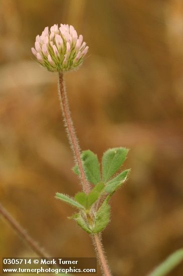 Small-head Clover