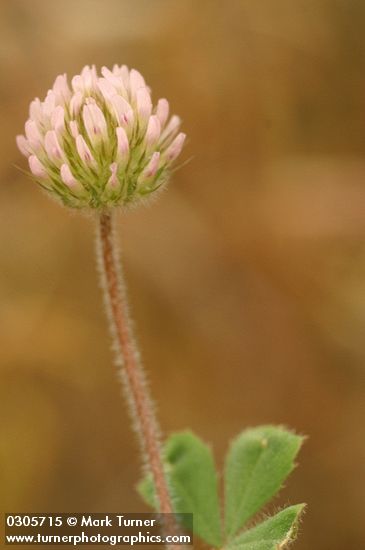 Small-head Clover blossom & foliage detail