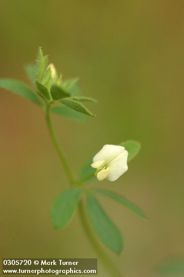 Small-flowered Deer Vetch blossom & foliage detail