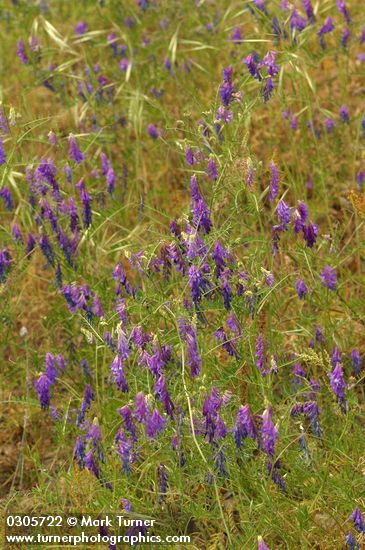 Annual Cow Vetch