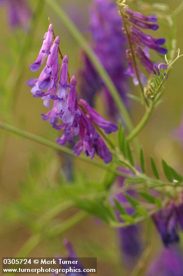 Annual Cow Vetch blossoms & foliage detail