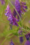 Annual Cow Vetch blossoms & foliage detail