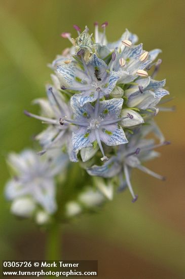 Columbia Frasera blossoms detail