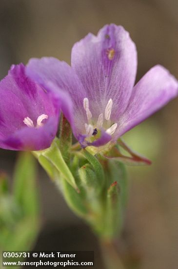 Small-flowered Godetia blossoms detail
