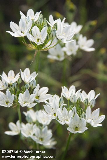 Hyacinth Cluster Lily blossoms