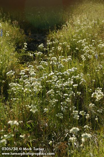 Hyacinth Cluster Lilies
