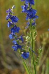 Meadow Larkspur blossoms