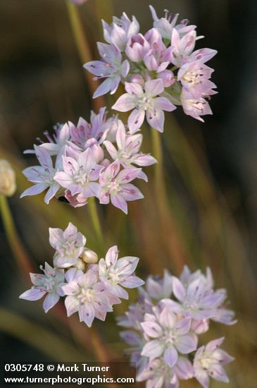 Narrow-leaf Onion blossoms detail