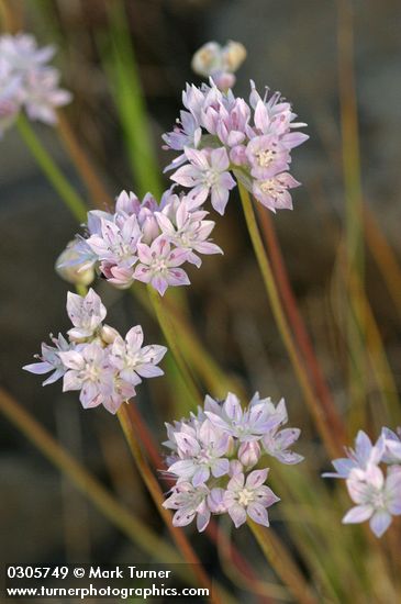 Narrow-leaf Onion blossoms