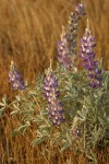 Desert Lupine in early morning light