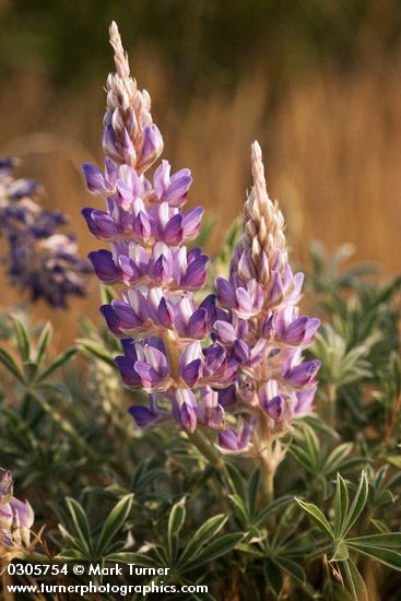 Desert Lupine blossoms & foliage in early morning light