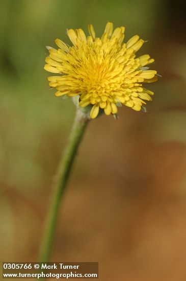 Nodding Microseris blossom detail