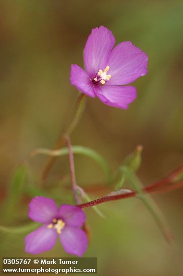 Slender Godetia blossoms