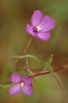 Slender Godetia blossoms
