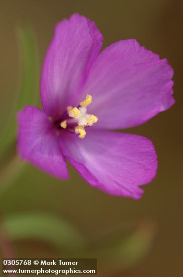 Slender Godetia blossom detail