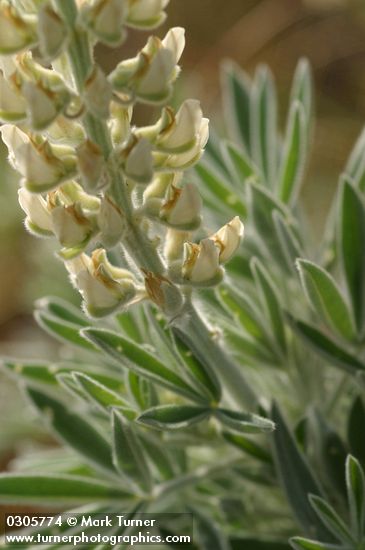 Velvet Lupine blossoms & foliage detail