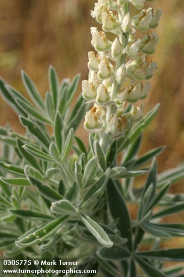 Velvet Lupine blossoms & foliage detail