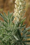 Velvet Lupine blossoms & foliage detail