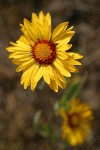 Blanket Flower blossom detail