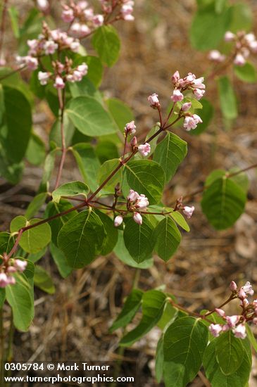 Spreading Dogbane