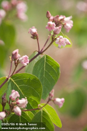 Spreading Dogbane blossoms & foliage detail