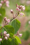 Spreading Dogbane blossoms & foliage detail