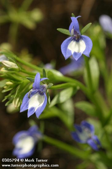 Showy Downingia blossoms detail