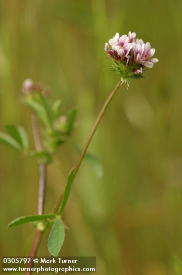 White-topped Clover