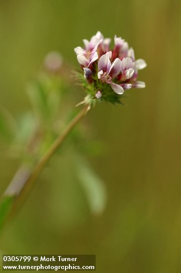 White-topped Clover blossom detail