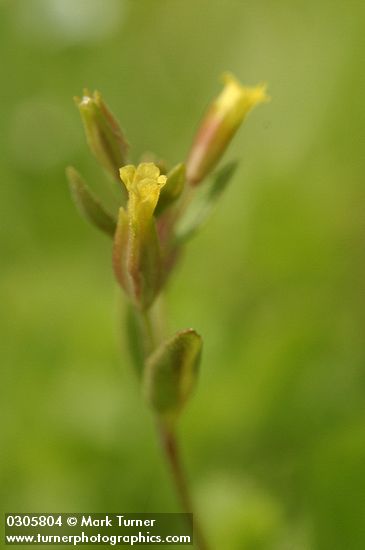 Short-flowered Monkey Flower blossom & foliage detail