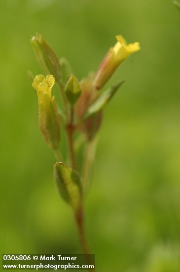 Short-flowered Monkey Flower blossoms & foliage detail
