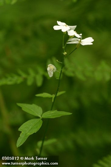 Angle-leaf Bittercress