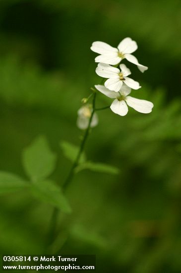 Angle-leaf Bittercress blossoms