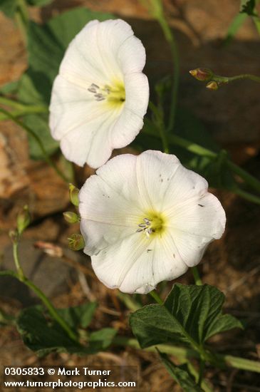 Field Bindweed blossoms