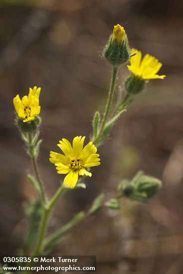 Common Tarweed blossoms