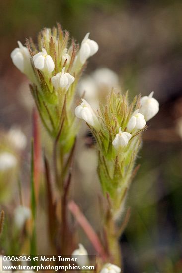 Hairy Indian Paintbrush