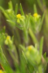 Little Tarweed blossom & foliage detail