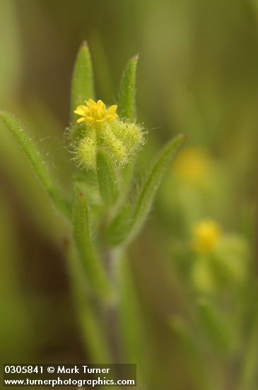 Little Tarweed blossom & foliage detail