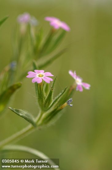 Midget Phlox blossoms detail