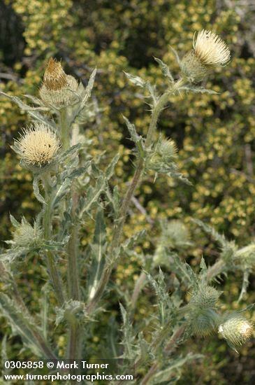 Wavy-leaf Thistle