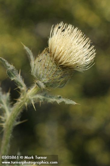 Wavy-leaf Thistle blossom & foliage detail