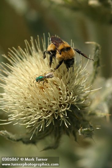 Wavy-leaf Thistle blossom detail w/ bumblebee & fly