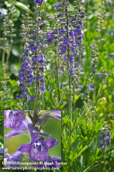 Kittitas Larkspur