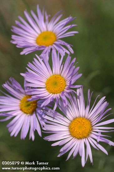 Thread-leaf Fleabane blossoms detail