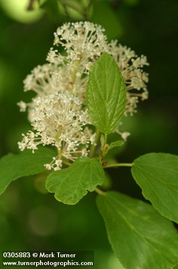 Redstem Ceanothus blossoms & foliage detail