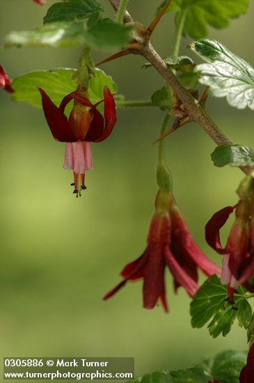 Gummy Gooseberry blossoms detail