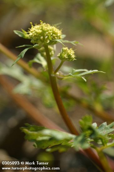 Sierra Snake Root blossoms & foliage detail