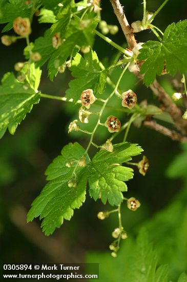 Swamp Gooseberry blossoms & foliage detail