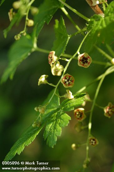 Swamp Gooseberry blossoms & foliage detail