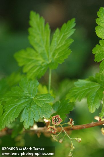 Swamp Gooseberry blossoms & foliage detail